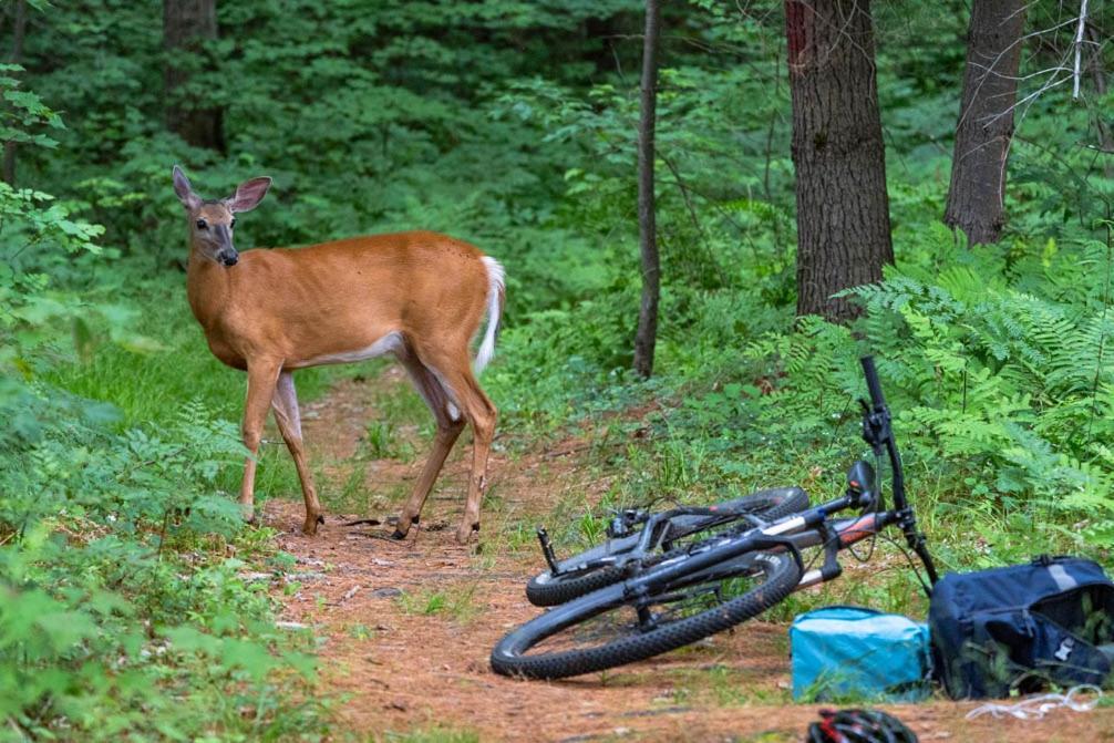 Taboo Muskoka Hotell Gravenhurst Eksteriør bilde