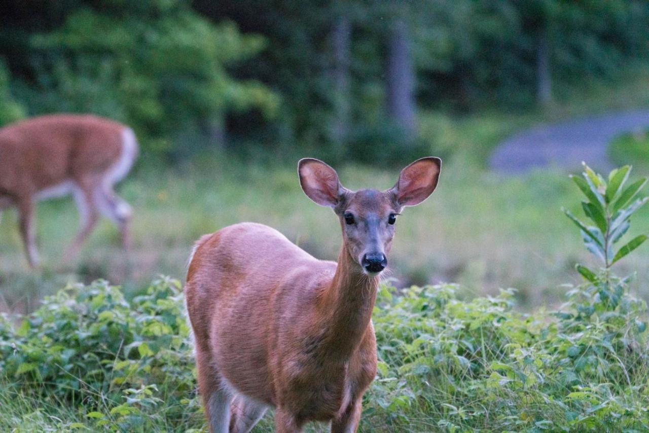 Taboo Muskoka Hotell Gravenhurst Eksteriør bilde